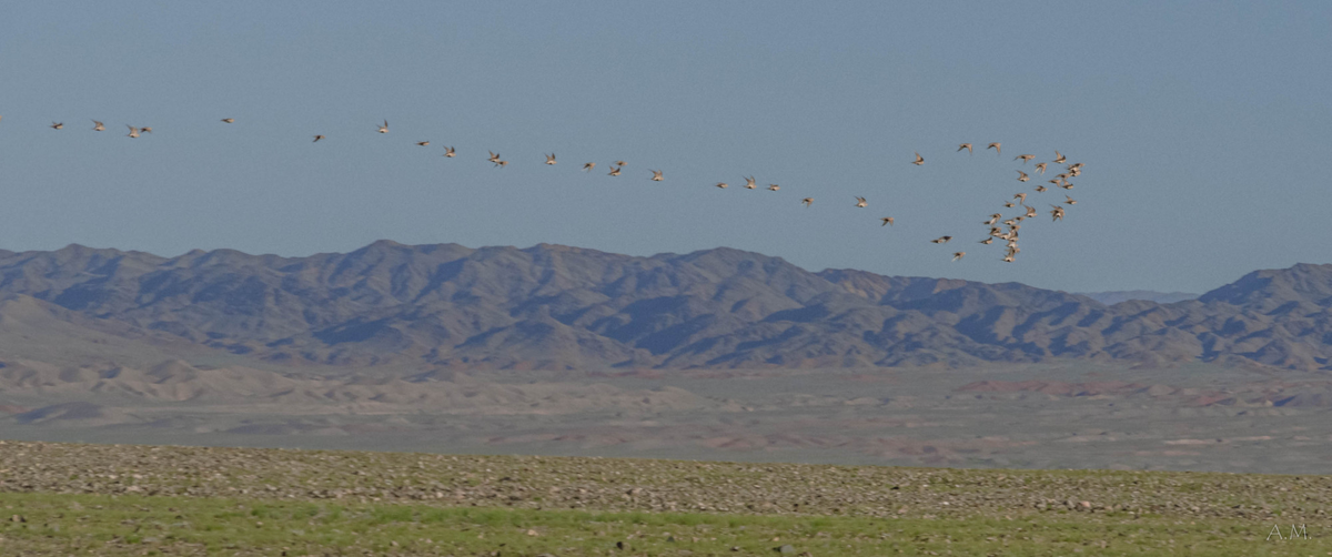 Стая тонкой линией