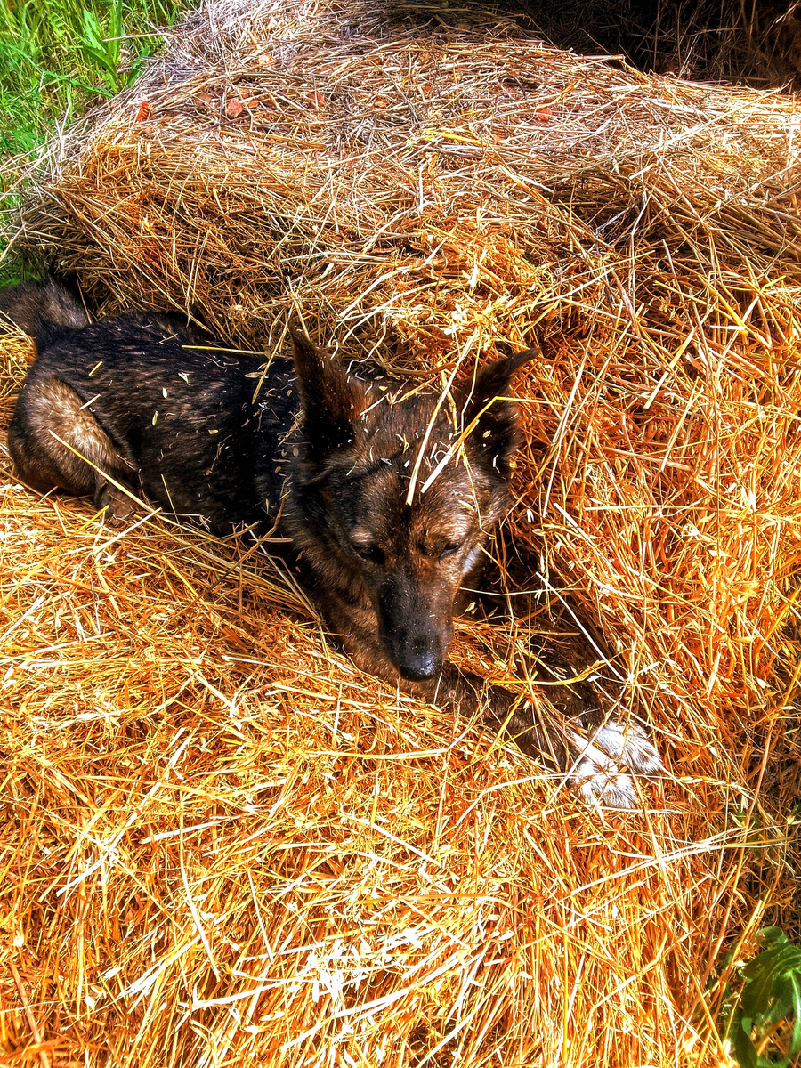 Собака на сене.