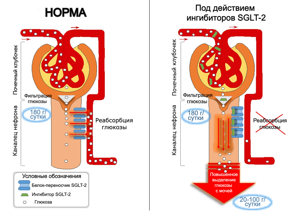 Механизм действия SGLT-2