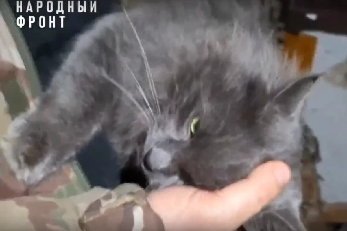    Народный фронт Петербурга показал спасённых бойцами на передовой животных