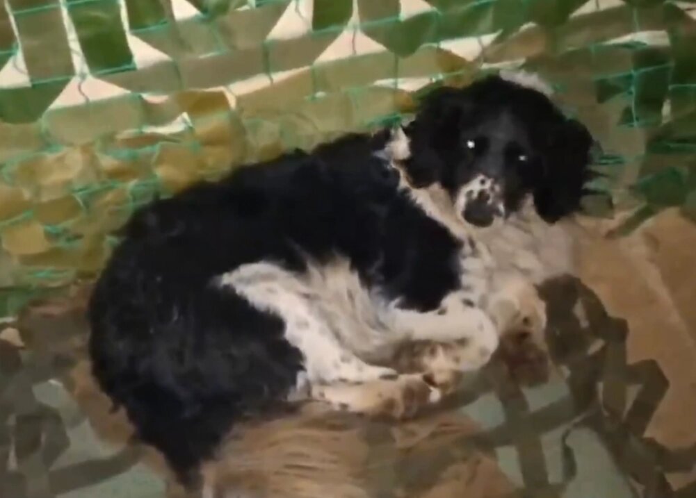    Фото: VK-паблик «Народный фронт | Санкт-Петербург»./ скриншот видео