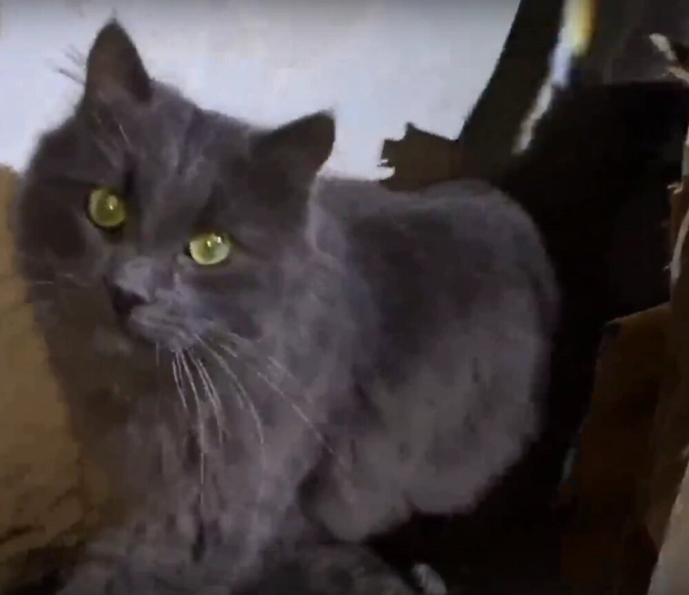    Фото: VK-паблик «Народный фронт | Санкт-Петербург»./ скриншот видео