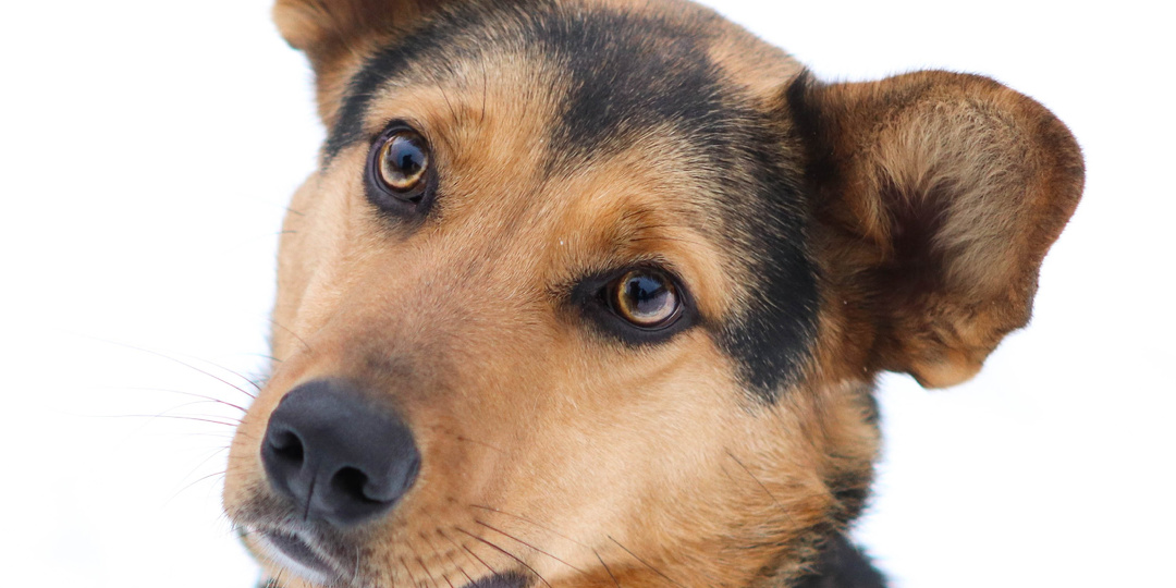 Почему этот красивый пёс за 5 лет так и не нашел новую семью? Жизнь преданного Дария с мечтой