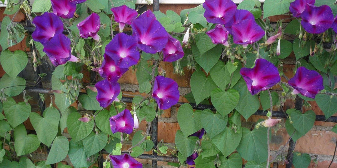 Дожили! За выращивание цветов, грибов и кактусов могут посадить на 8 лет