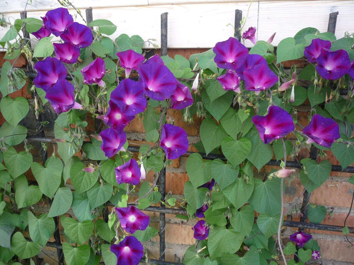 Источник https://florino.net/wp-content/uploads/2020/05/ipomeya.jpg