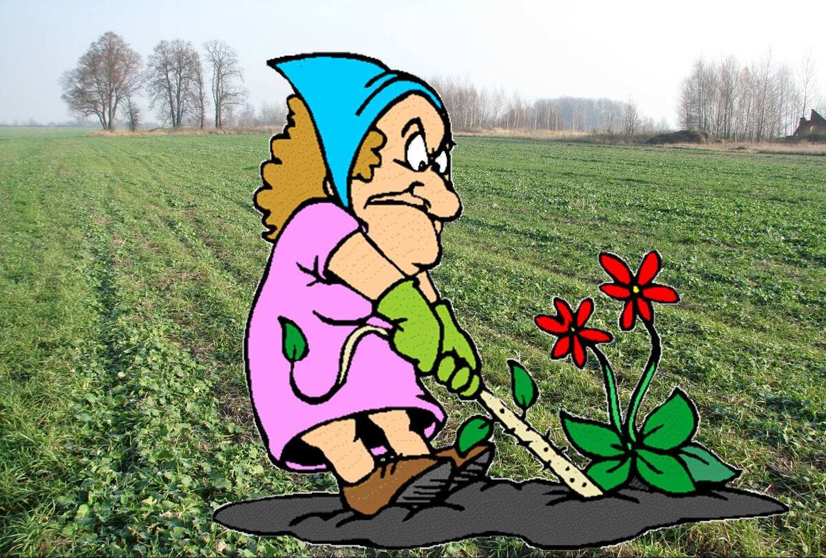 Источник https://rusvesna.su/sites/default/files/styles/orign_wm/public/propolka_gryadki_risunok.jpg
