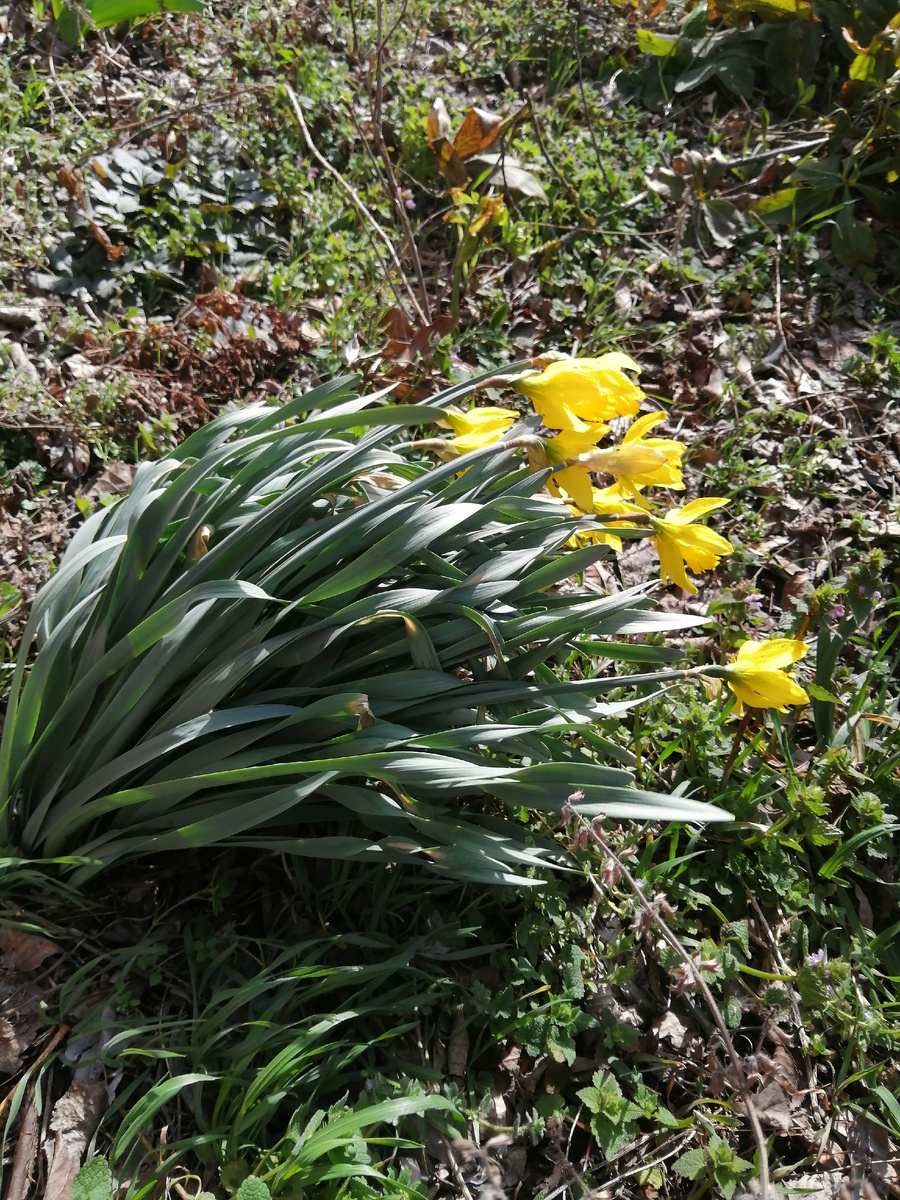 Очень сильный ветер. Нарцисс не померз, цветет