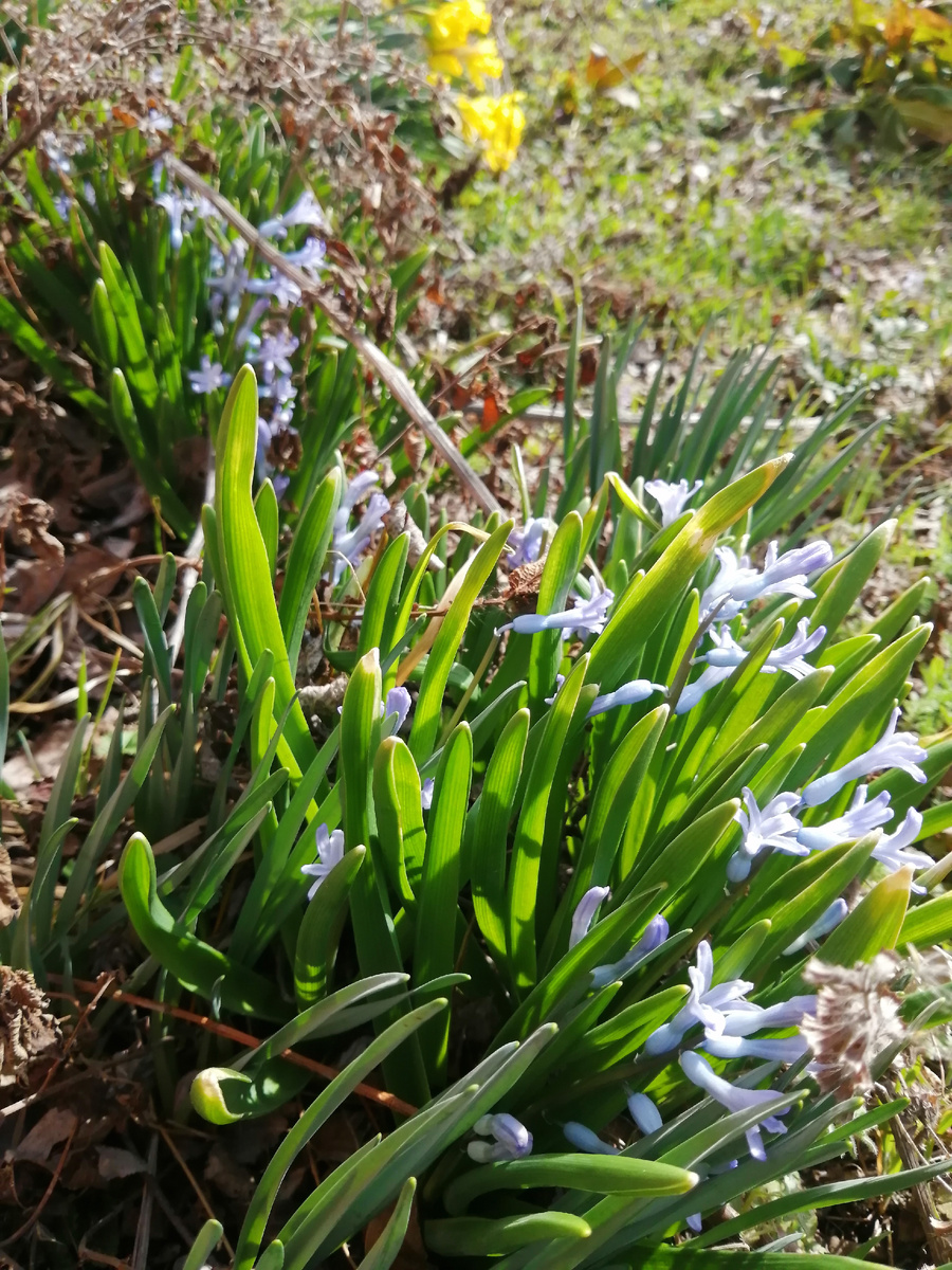 Цветут ароматные первоцветы