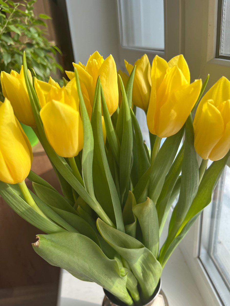 Тюльпаны на 8 марта, куда без них