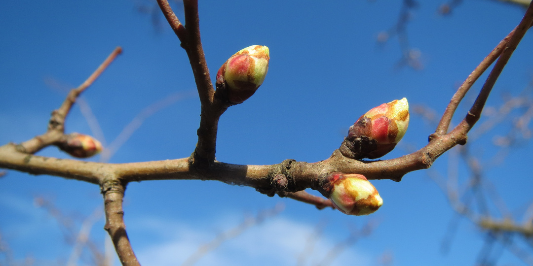 Первая весенняя обработка сада: современные средства и сроки их использования