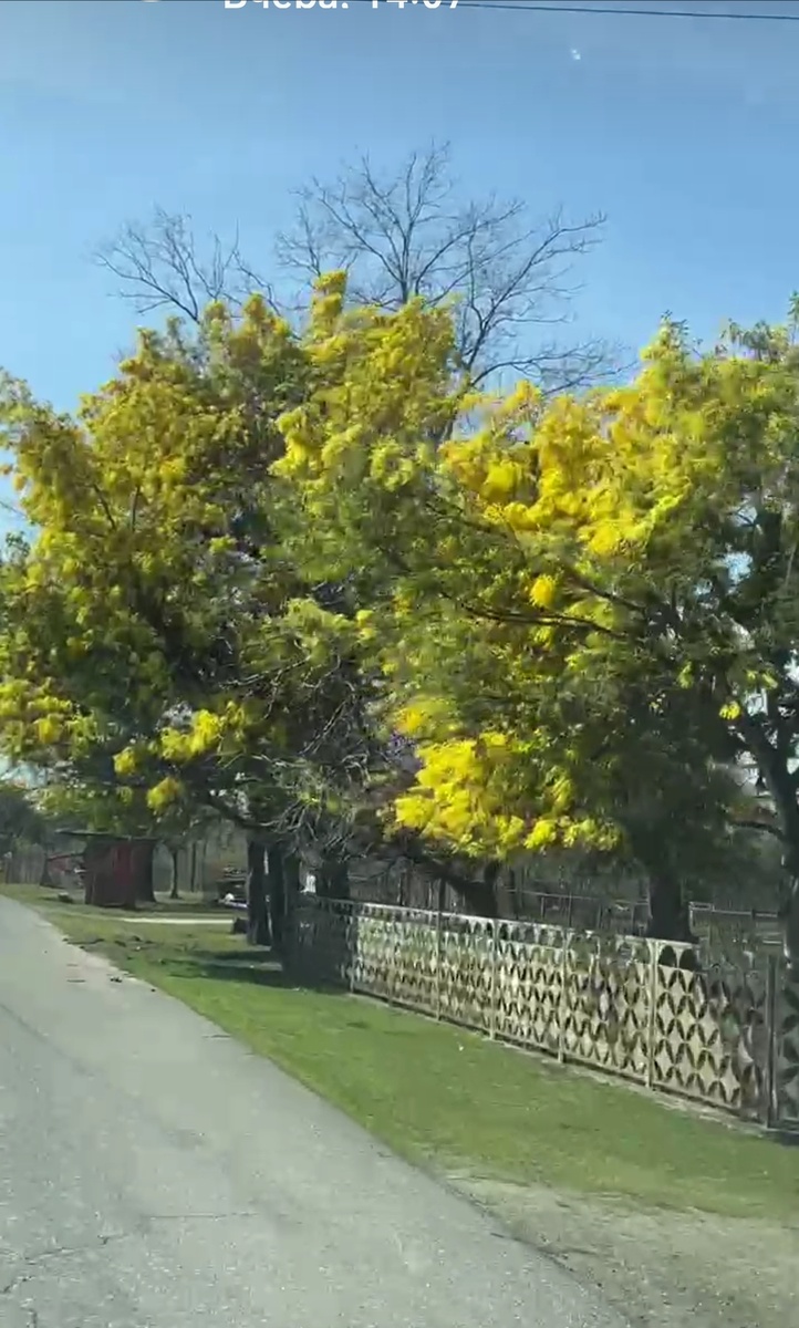 Цветёт мимоза. 