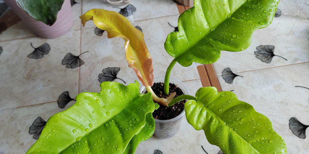 Омоложение и размножение филодендрона Золотой крокодил