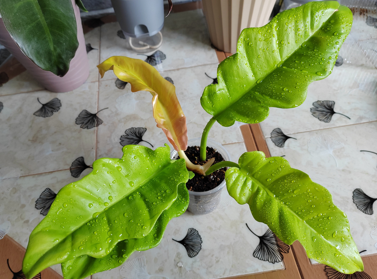 Таким он приехал 