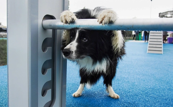 Два мнения на законопроект разрешающий регионам усыплять бездомных животных после определенного срока их содержания в приютах