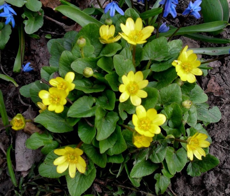 Яндекс-картинки