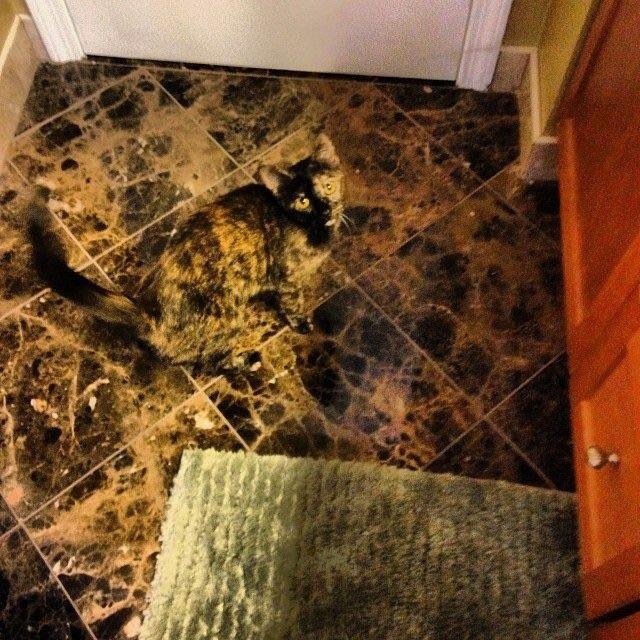    Слился с полом. Источник: https://www.reddit.com/r/AccidentalCamouflage/comments/7s85cz/restroom_tiles/