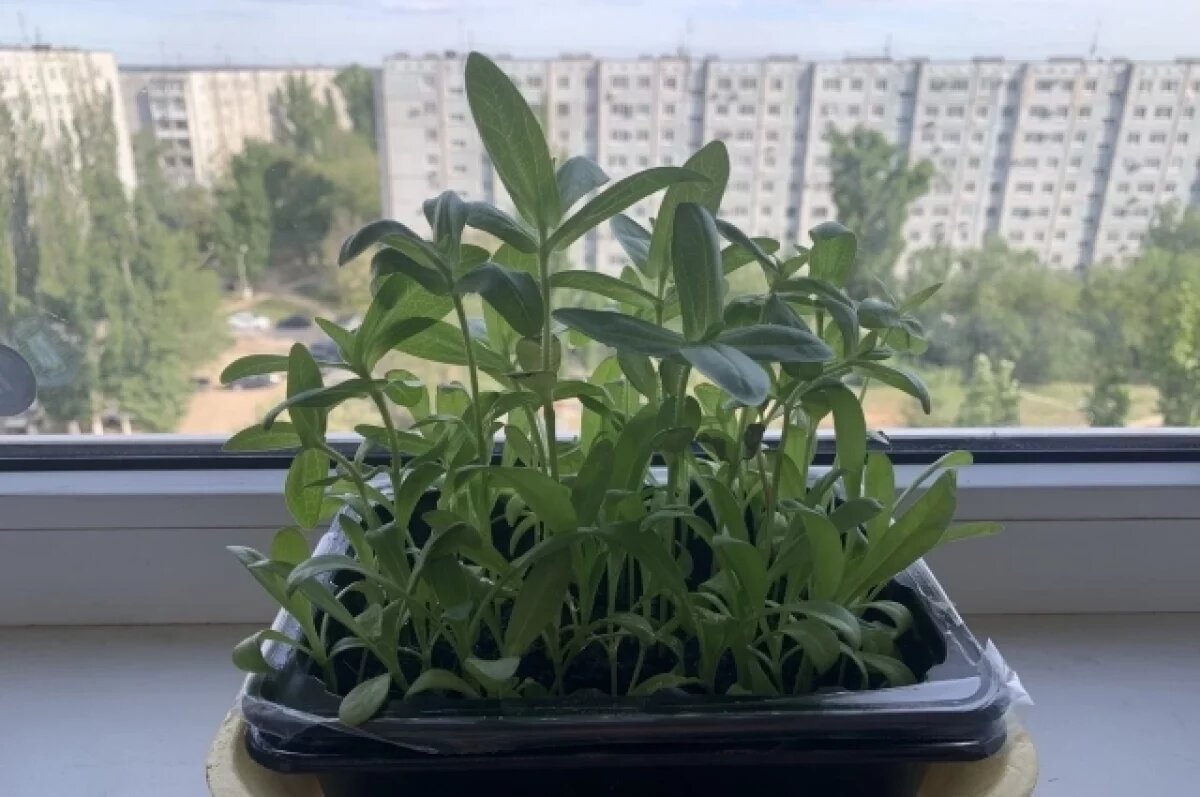    Дачники из Югры рассказали, пользуются ли лунными календарями