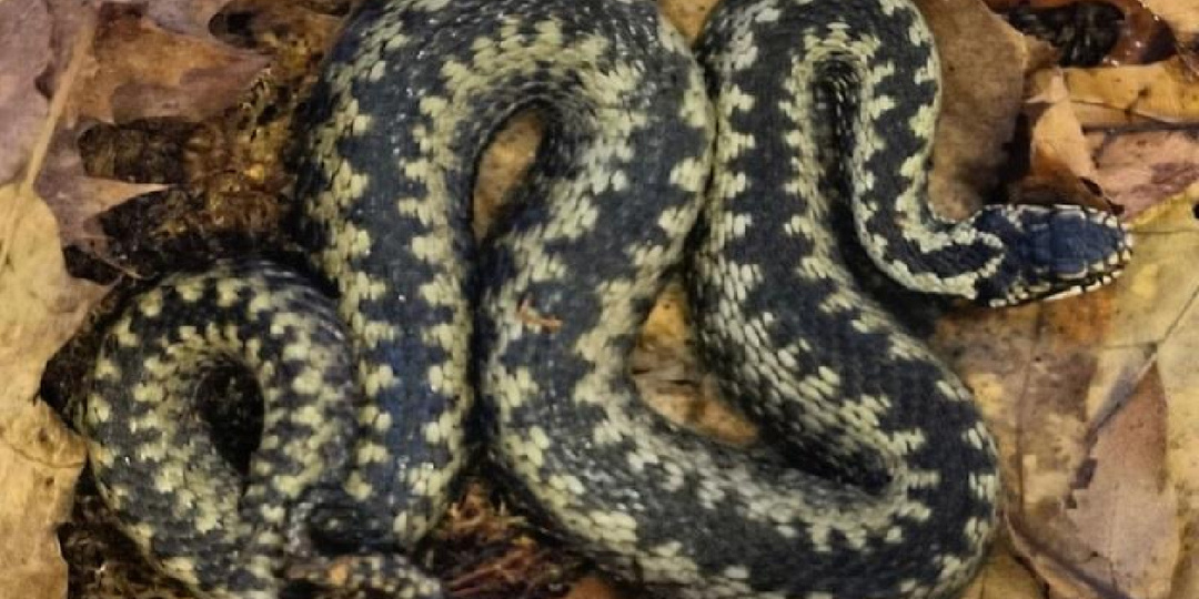 Ядовитые гадюки в Подмосковье: будьте осторожны❗️