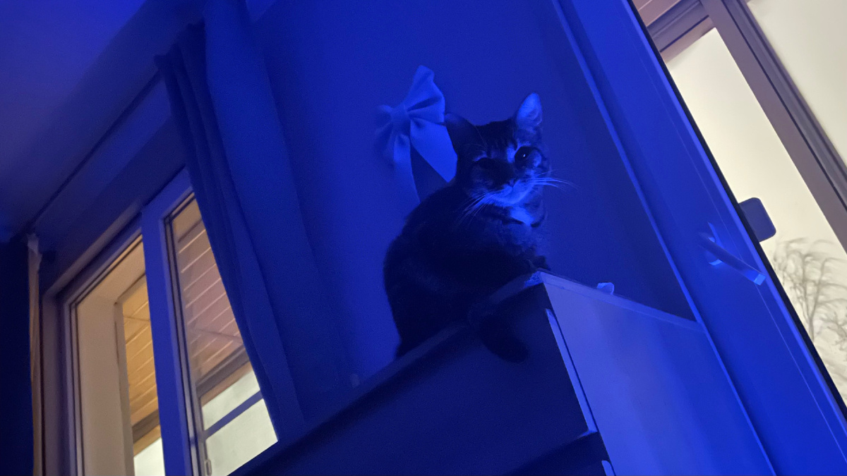 «Спишь что ли? Пора вставать, меня кормить!»