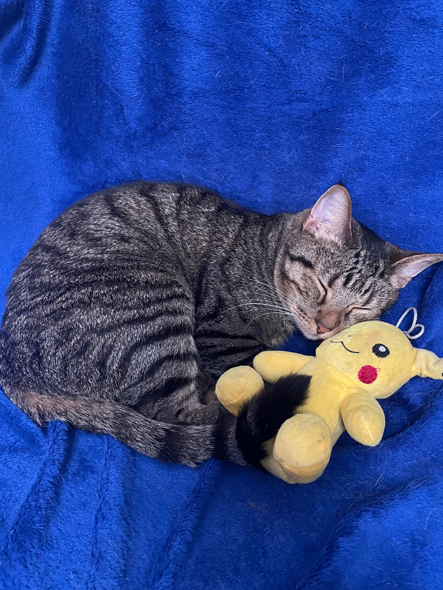 Шпрот спит со своей игрушкой