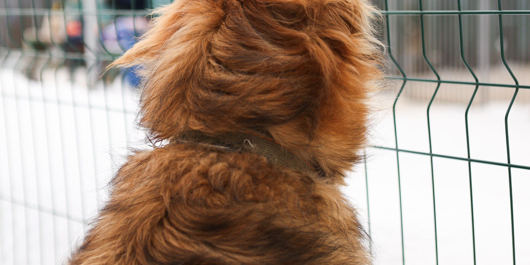 Три будки не заменят настоящую семью, или Почему Алиса не хочет жить в будке