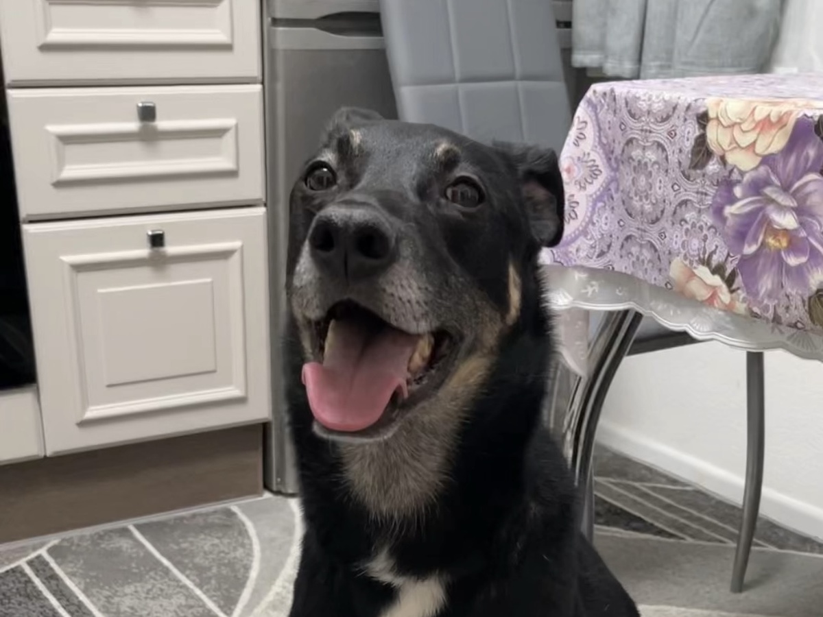 Думаю, по моей мордочке вы и так догадались, что я очень люблю вкусняшки! Но иногда мне приходится есть и основную еду.