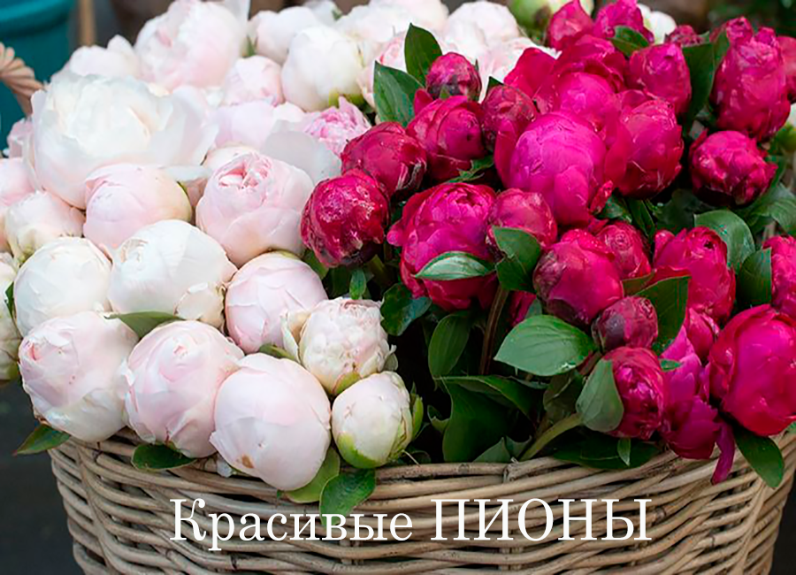 королевские пионы