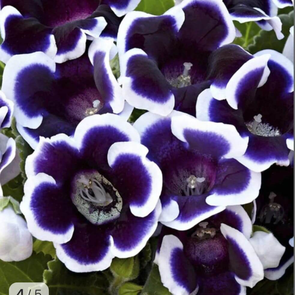 Люсин любимый.