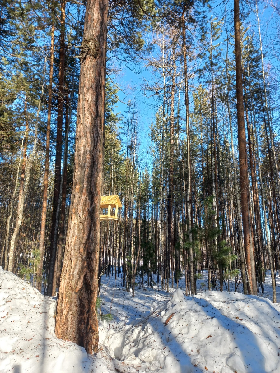 Кормушка в парке