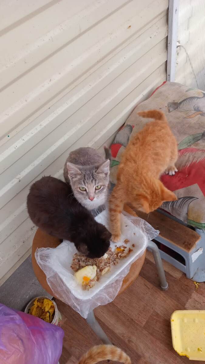 Балеринка, Симона, Рыжик и лёвин хвост. Фото автора