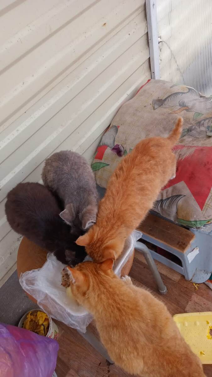 Балеринка, Симона, Рыжик и Лёва. Фото автора