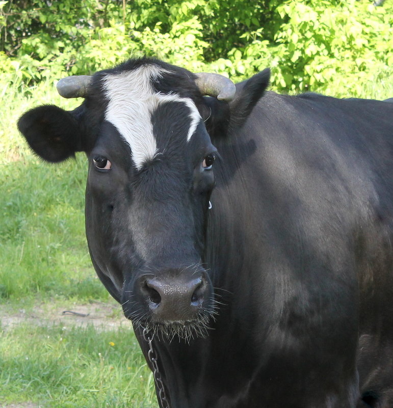 Корову свою не продам никому — Такая скотина нужна самому! (с)