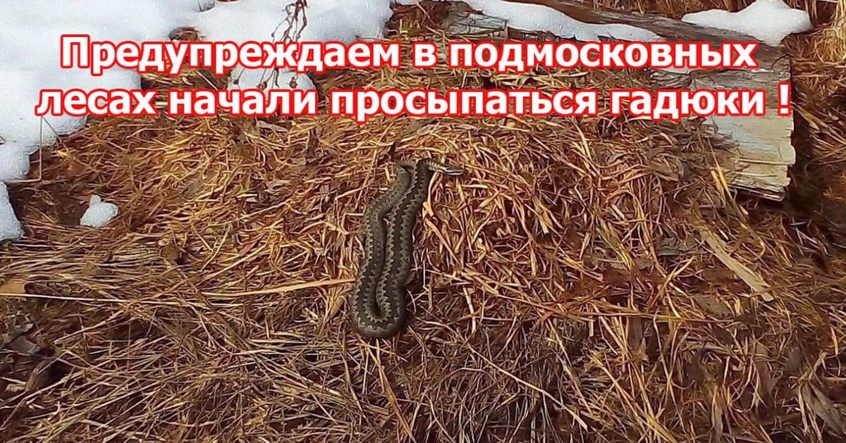 Источник https://stupinoadm.ru/export/sites/stupinoadm/novosti/.galleries/images/mosoblpozhspas-preduprezhdayut-v-podmoskovnykh-lesakh-nachali-prosypatsya-gadyuki..jpg_1615257965.jpg
