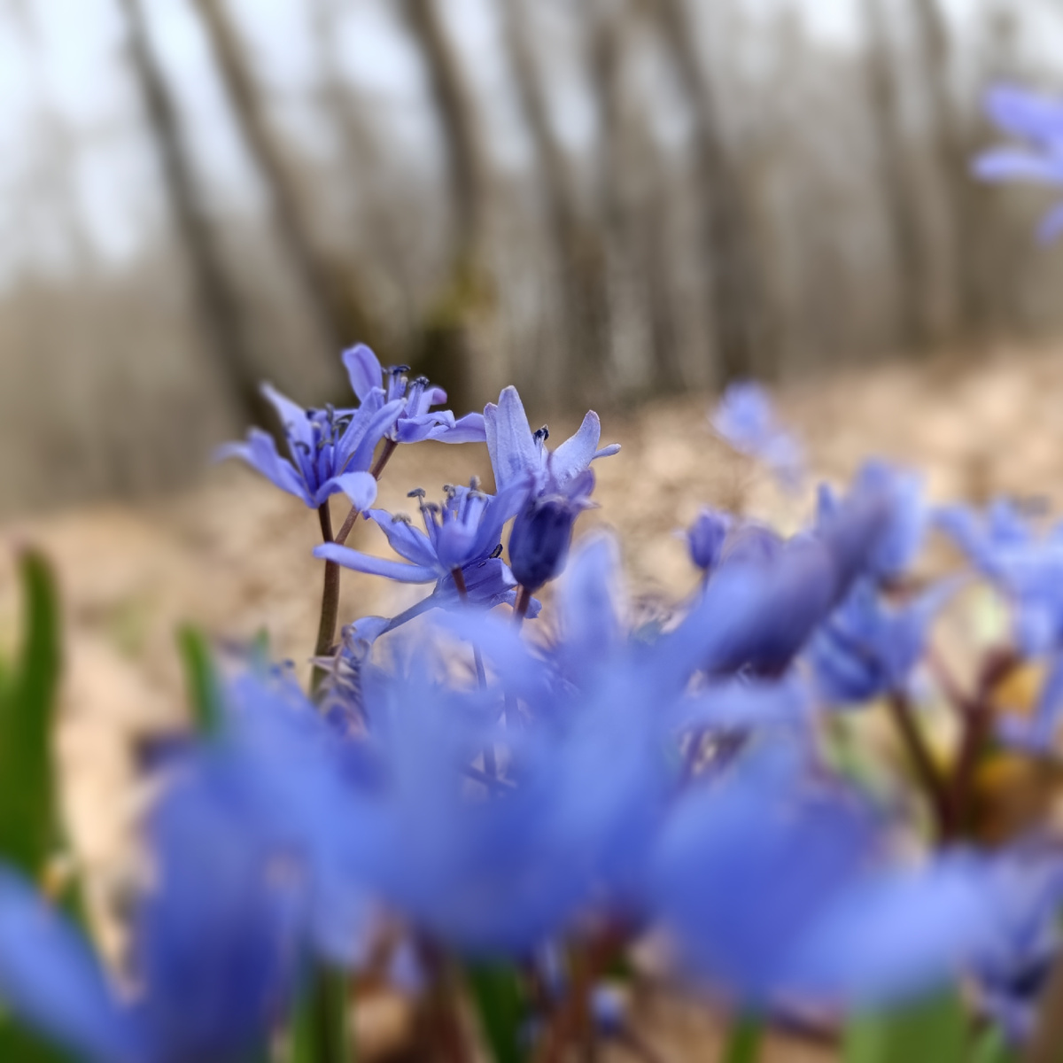 Весенние цветы