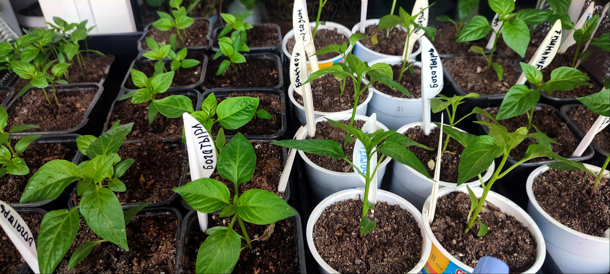 Перчики уже поросли и у некоторых уже по четыре настоящих листочка