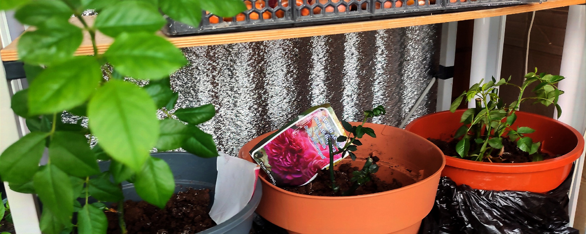 Эти саженцы роз я покупала в магазине "Маяк". У них практически отсутствовала корневая система, но вроде как все прижились. 