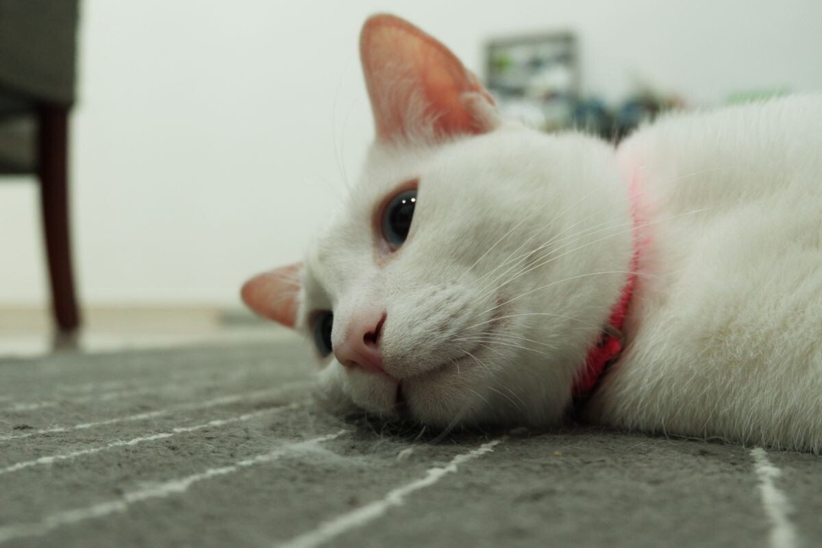 Симптомы отравления кошек 