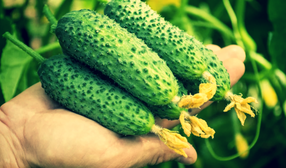 Без этих подкормок огурцы погибают за 6 часов: как я спас урожай с помощью чудо-эликсира, который оживил их всего за 3 часа урожай 70% вверх