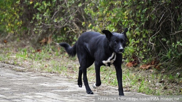     Фото: Наталья Селиверстова/РИА Новости   
 Текст: Дарья Григоренко
