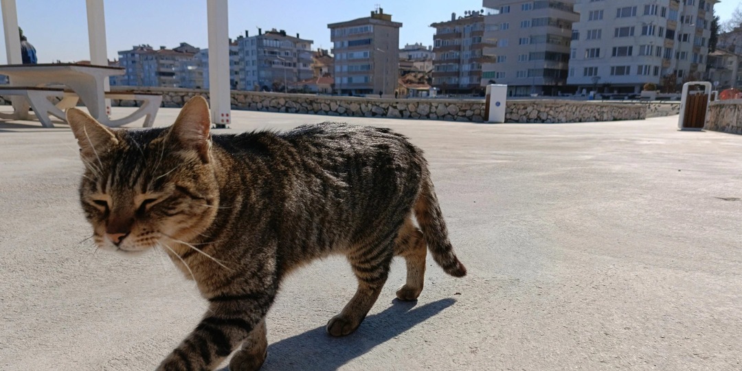 От экономического кризиса до патриархата: 11 мифов о жизни в Турции