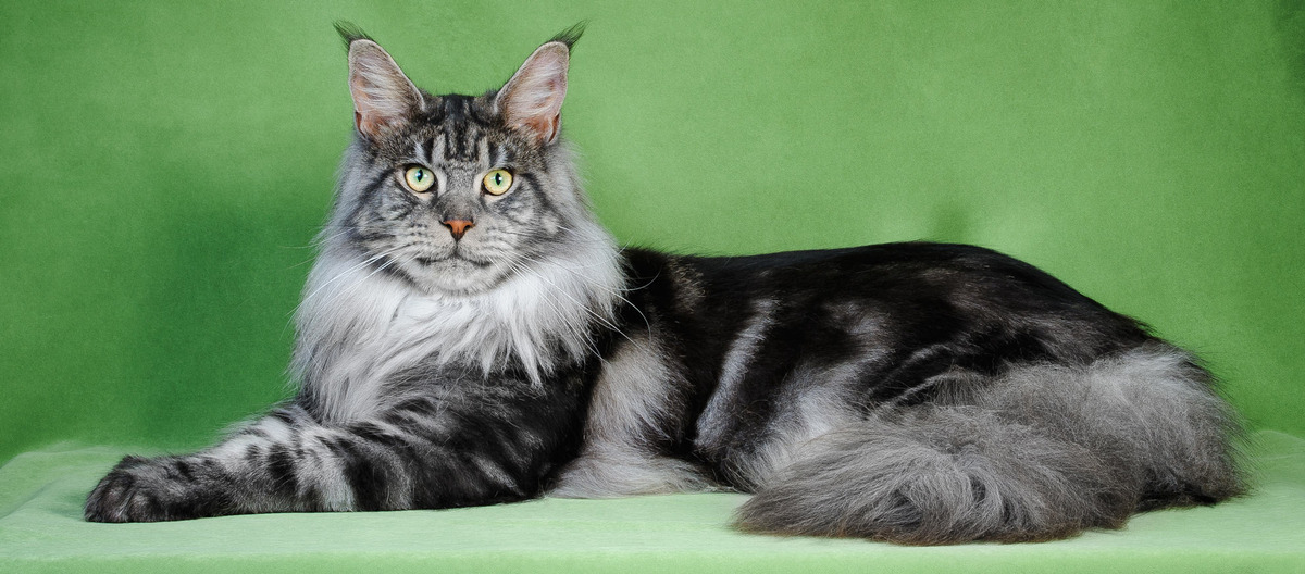 Кошка породы мейн-кун