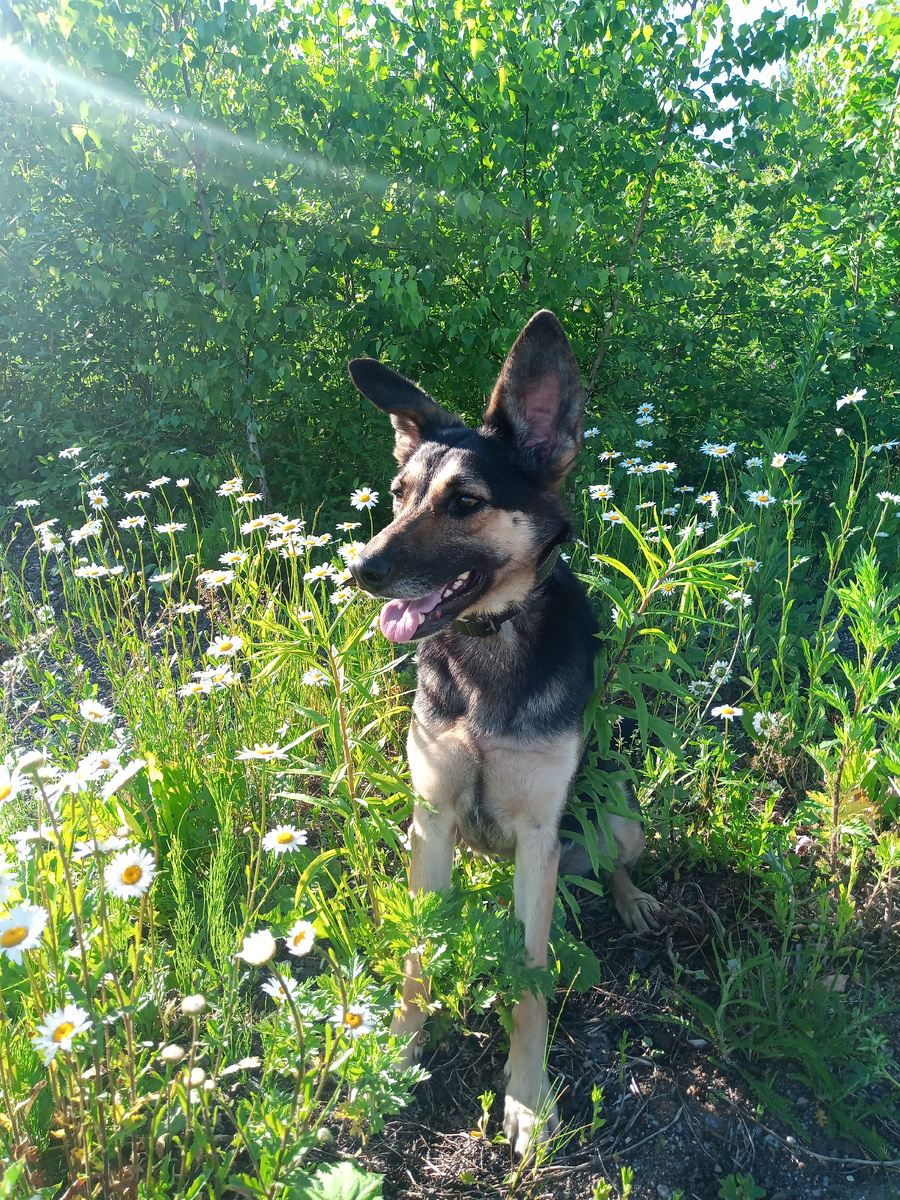 Моя нынешняя собака