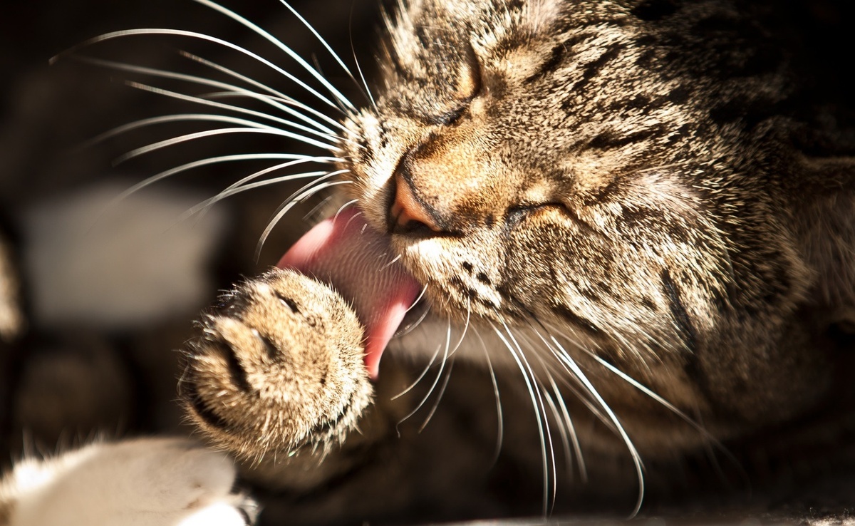 Кошка Маша европейская короткошерстная