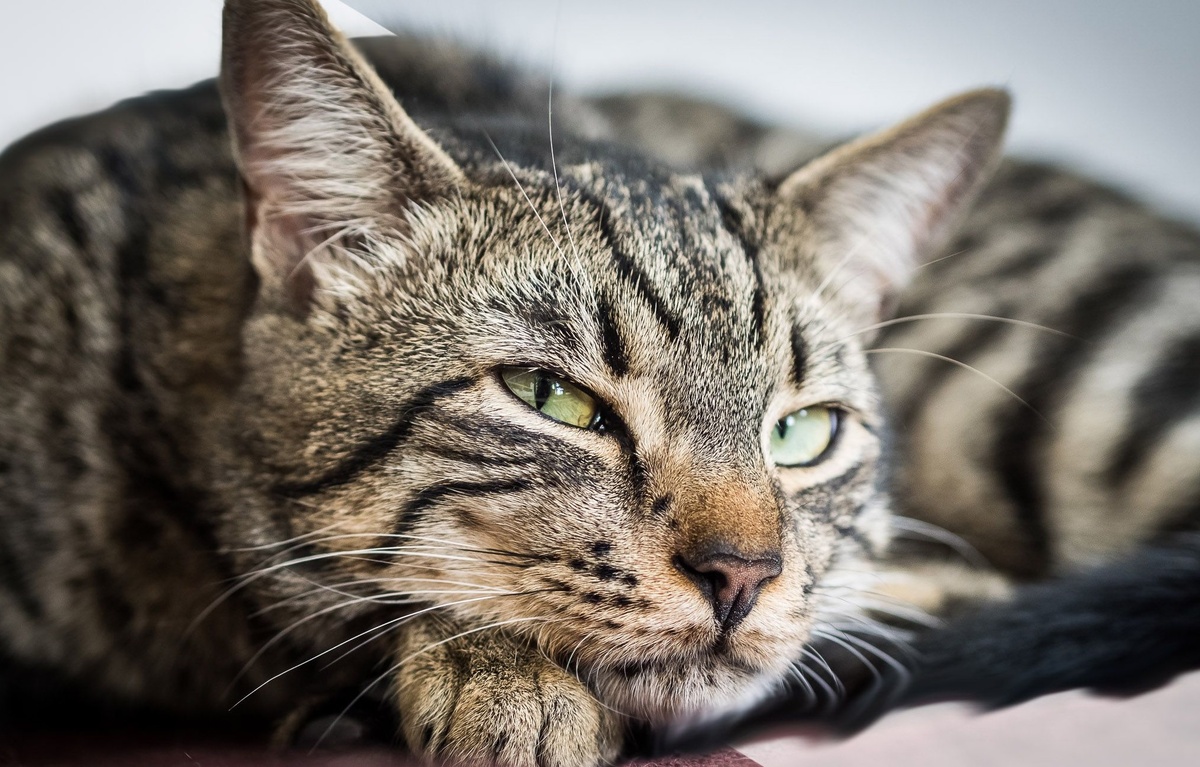 Кошки свободолюбивы и независимы