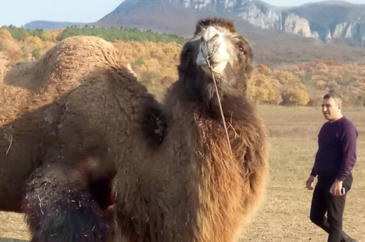    В рамках масштабной вакцинации животных в Чувашии привили 48 верблюдов