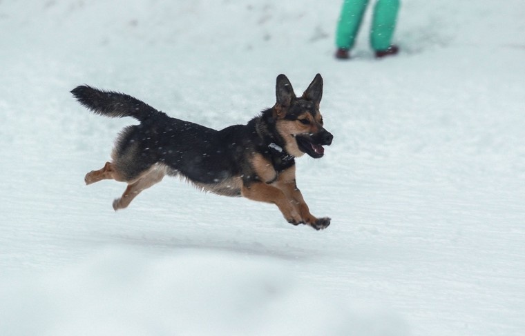    Сергей Булкин/NEWS.ru