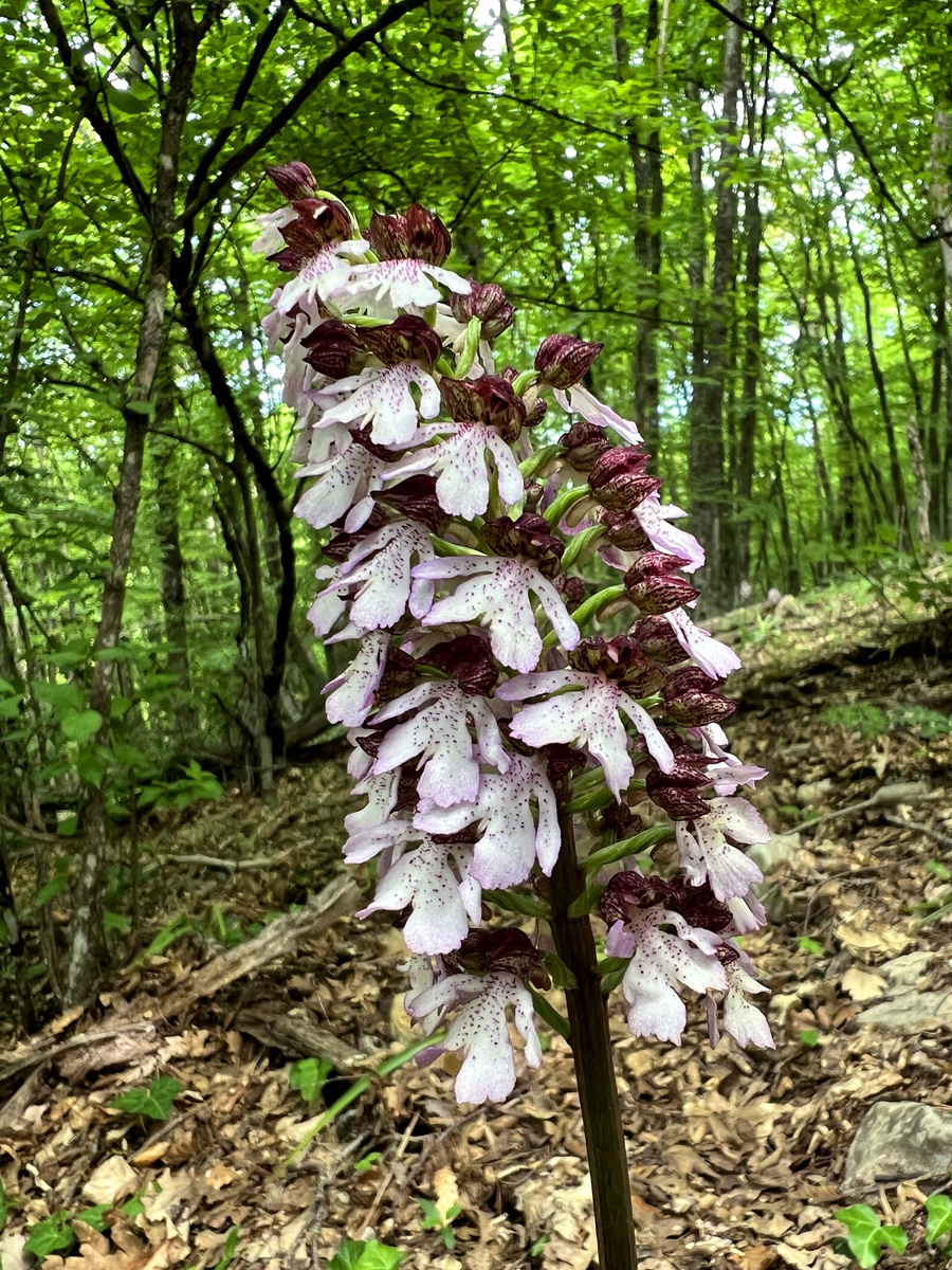 Ятрышник пурпурный. 11 мая 2024 год. Район Чёртовой Лестницы. 