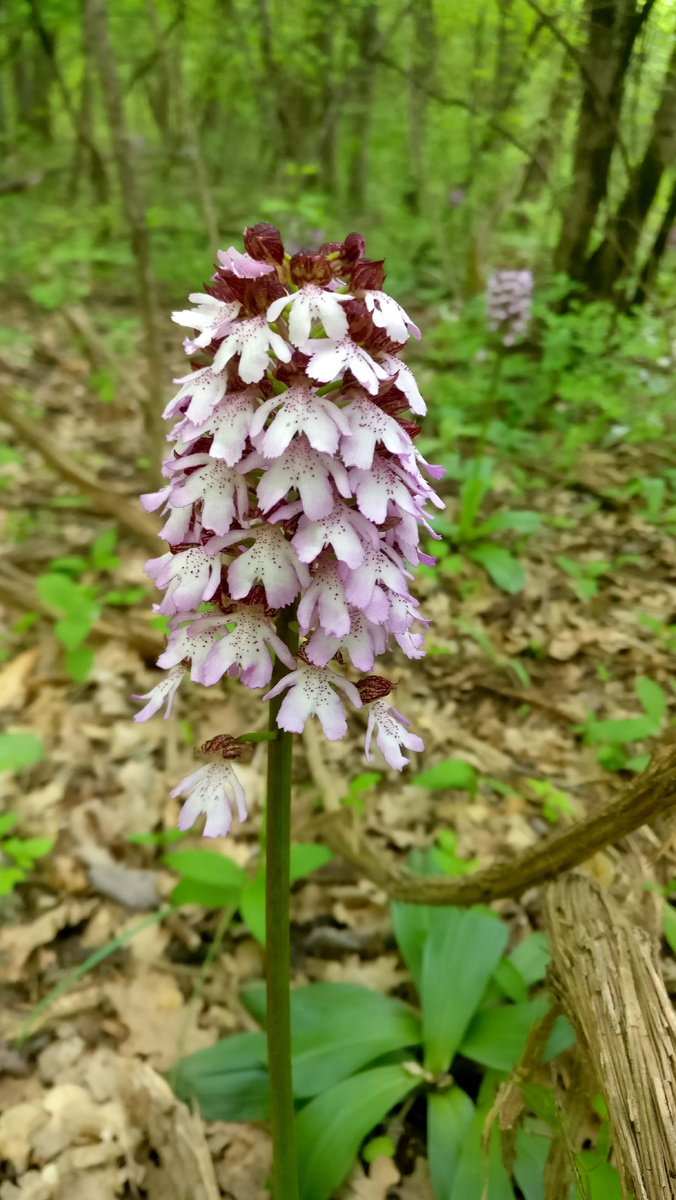 Ятрышник пурпурный. 14 мая 2023 год. Район исчезнувшего села Лаки.