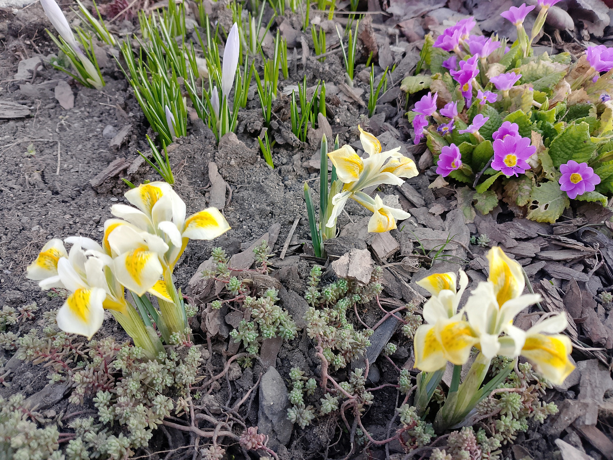 Уже "уставшие" цветы