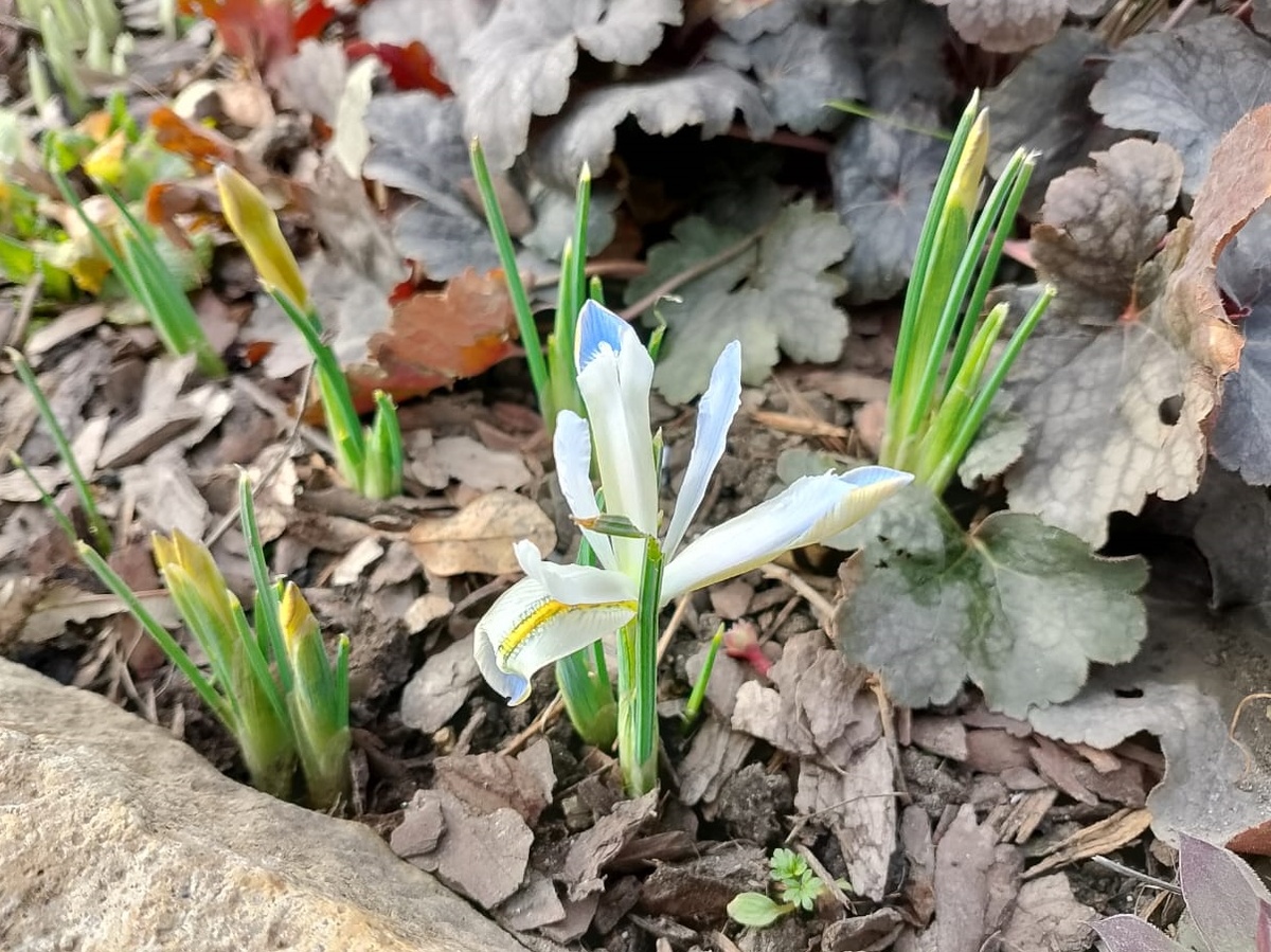 Первый цветок